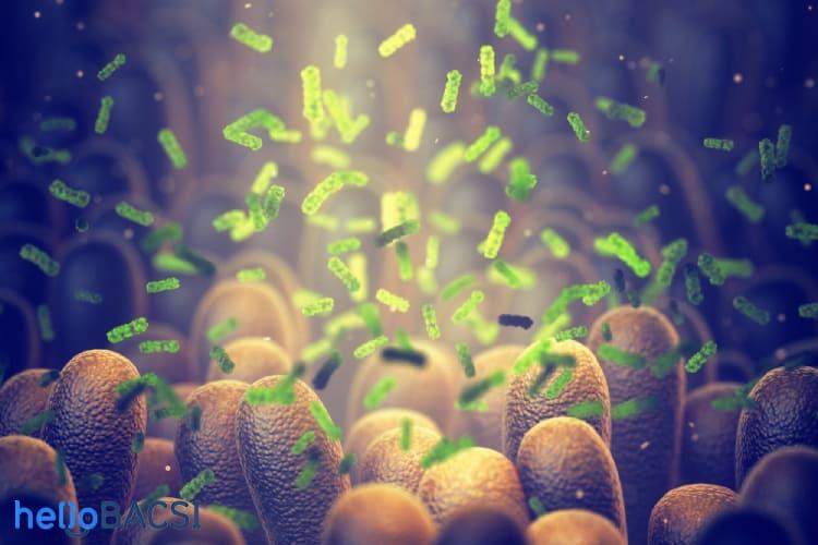 Probiotic là gì? Lợi ích tuyệt vời của lợi khuẩn probiotic