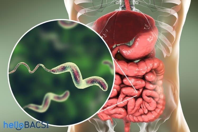 vi-khuan-campylobacter