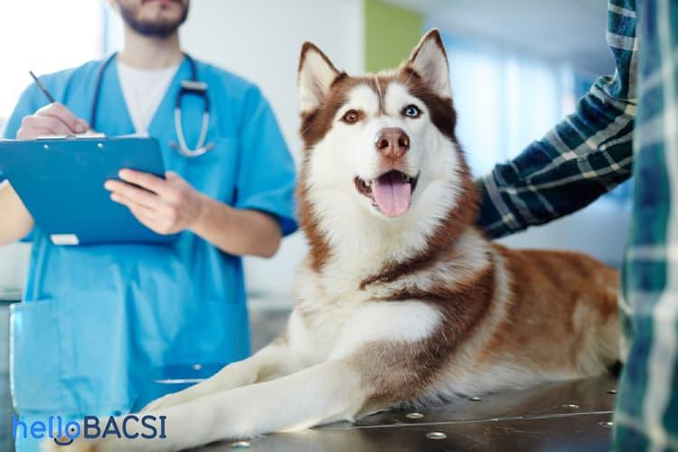 Bệnh lây truyền từ động vật sang người