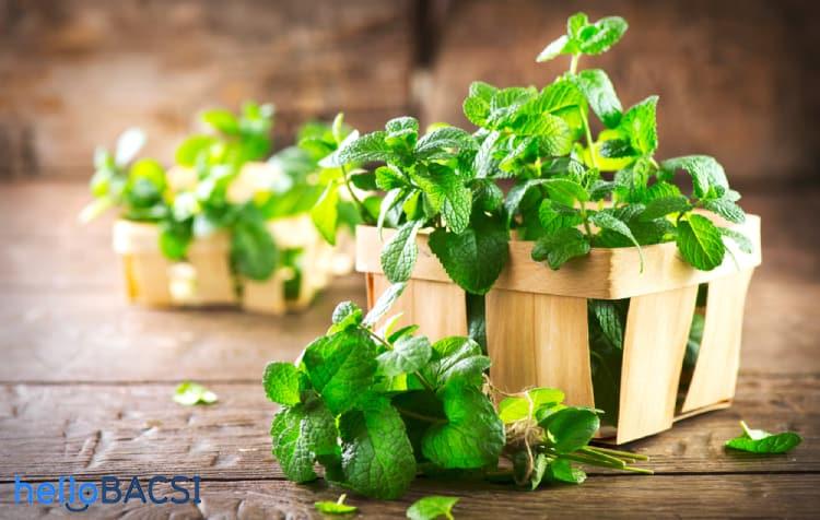 Khám phá 7 tác dụng của bạc hà đối với sức khỏe trẻ nhỏ