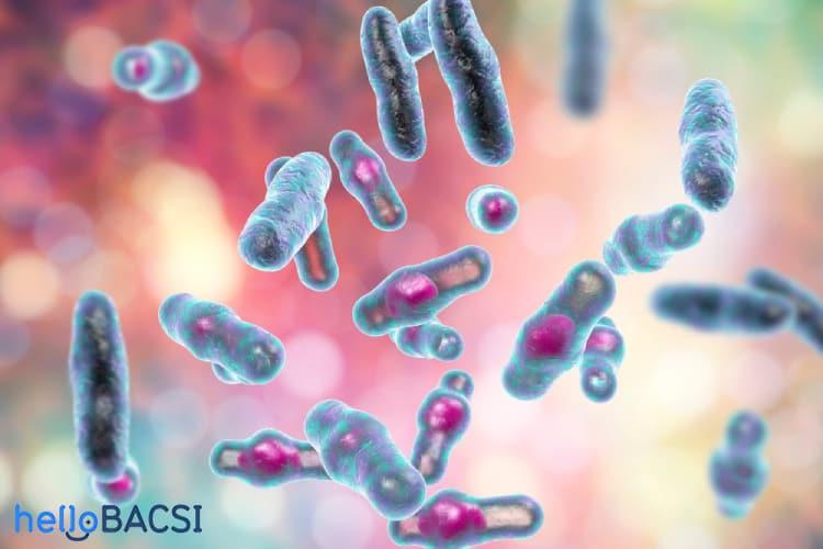 Ngộ độc Clostridium perfringens