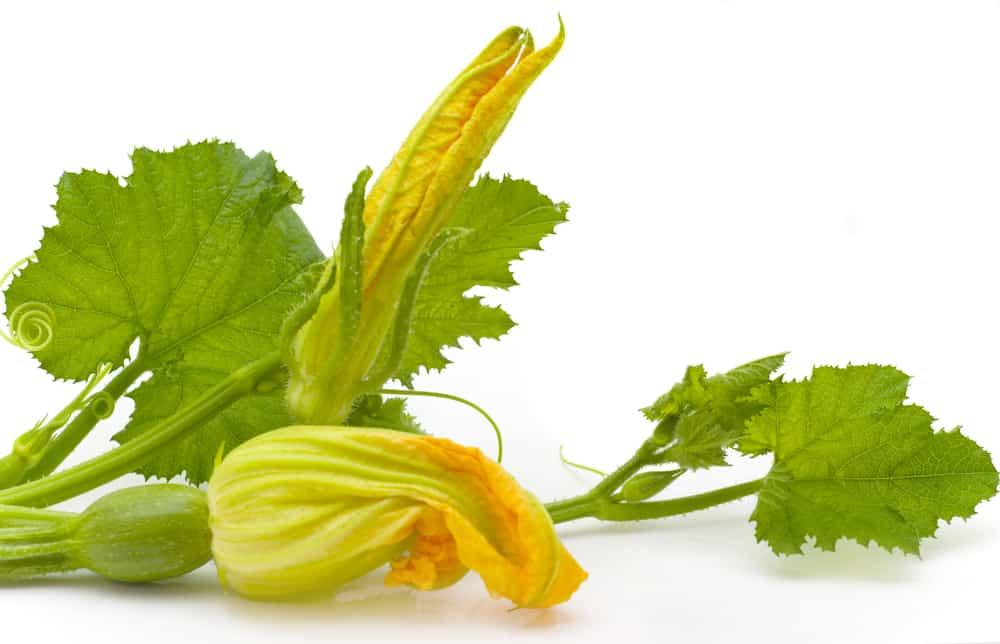 Rau bí và 10 lợi ích sức khỏe không ngờ đến