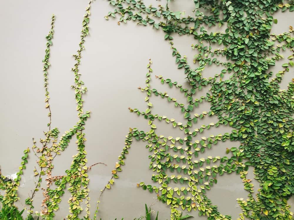 Tác dụng chữa bệnh của cây thằn lằn khiến bạn ngạc nhiên