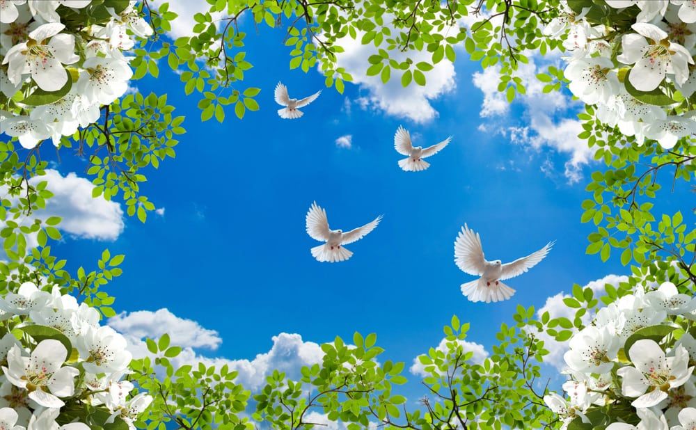 Thịt chim bồ câu: Nhỏ nhưng “có võ”