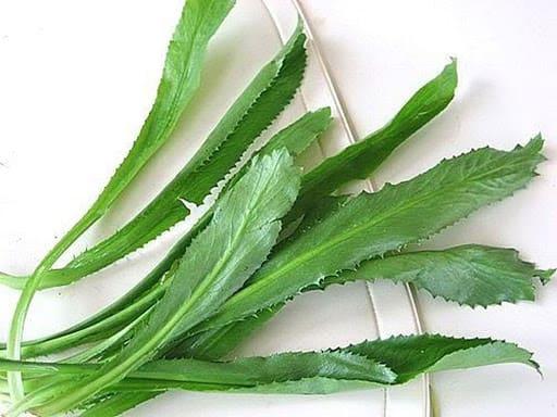 Rau ngò gai trị sỏi thận: Làm đúng mới có hiệu quả!