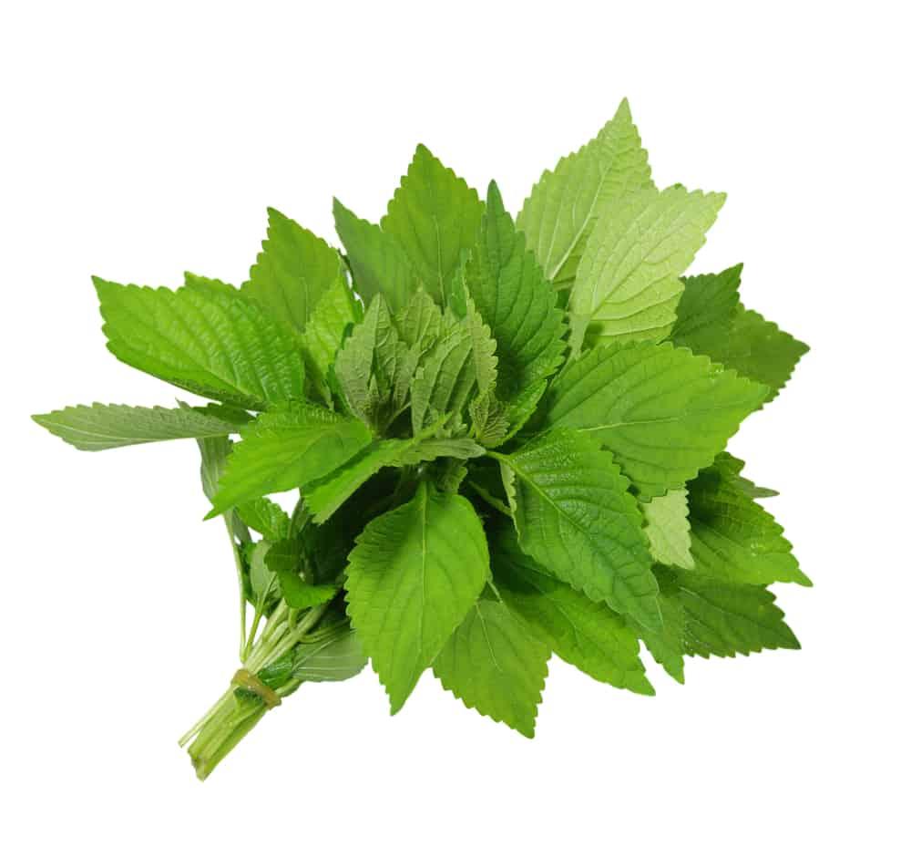 4 tác dụng của rau kinh giới cho sức khỏe và sắc đẹp