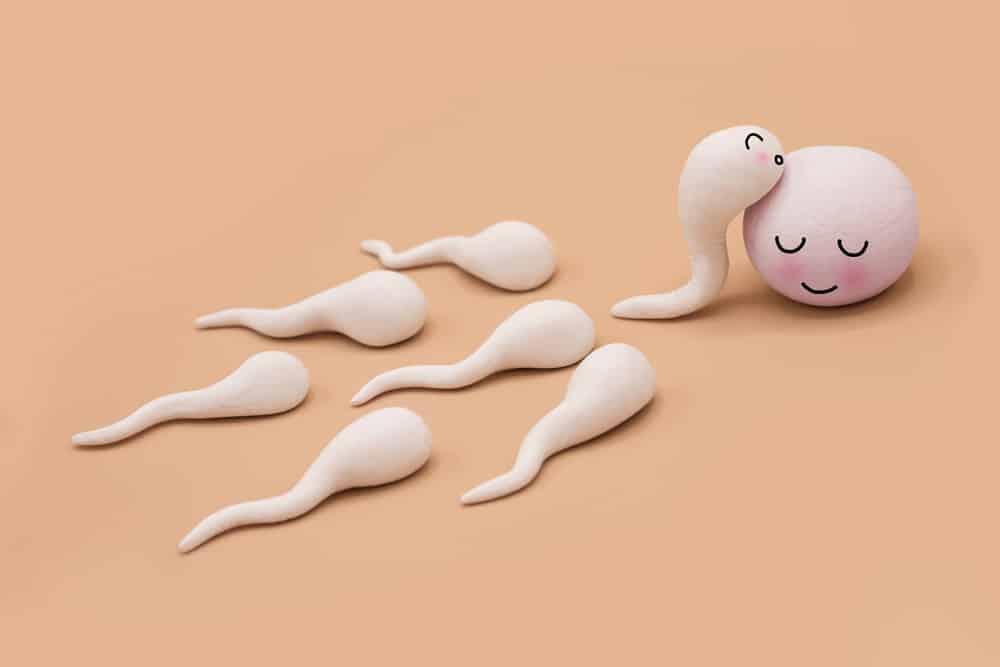 Lỡ quan hệ ngày rụng trứng có mang thai không?