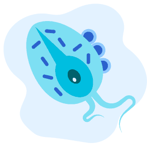 Bệnh Trichomonas