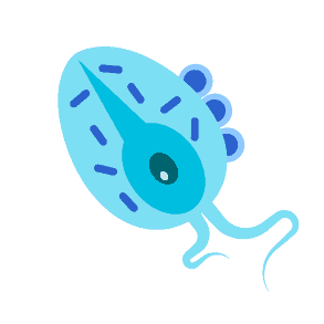 Bệnh Trichomonas