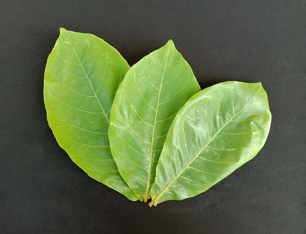 Lá bàng chữa bệnh phụ khoa được không?