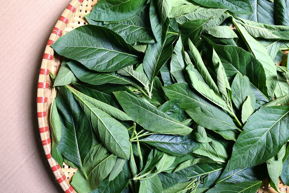 la-mat-gau-tri-tieu-duong