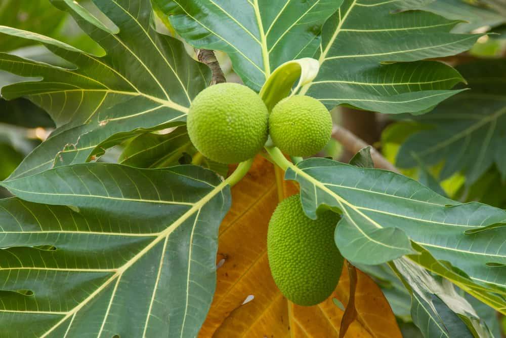 la-sa-ke-tri-benh-tieu-duong