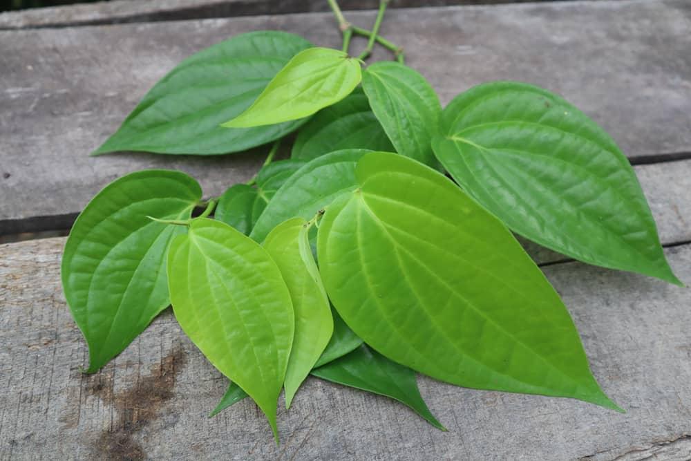 4 cách chữa bệnh trĩ tại nhà bằng lá trầu không hiệu quả có thể bạn chưa biết