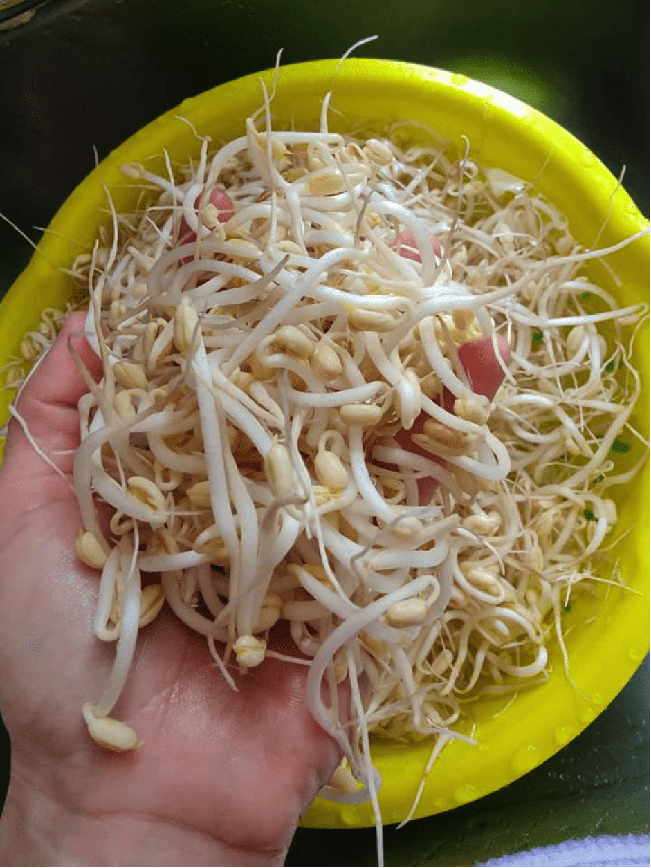 TOP 6 cách làm giá đỗ sạch tại nhà cực kỳ đơn giản