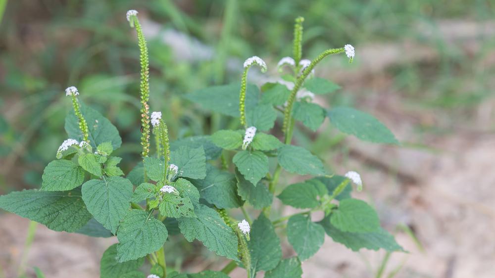 Hỏi đáp bác sĩ: Cây vòi voi có tác dụng gì