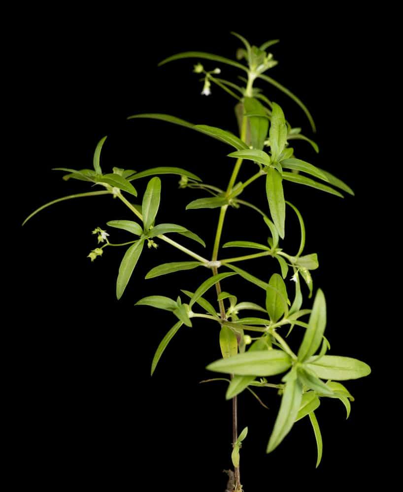 Bạch hoa xà thiệt thảo: Công dụng và cách dùng