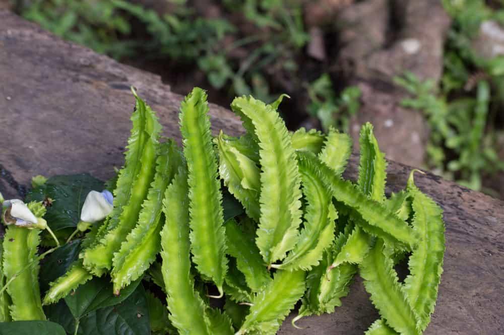 Đậu rồng: 7 tác dụng và 4 cách chế biến món ăn bảo toàn dinh dưỡng