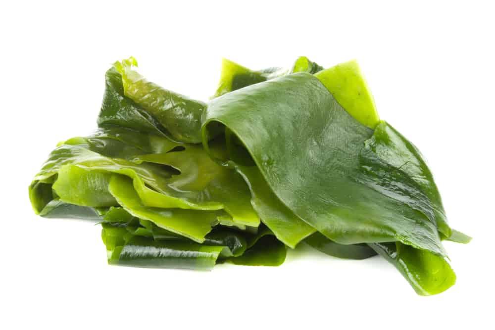 Phổ tai: 4 công dụng và cách dùng tốt cho sức khỏe