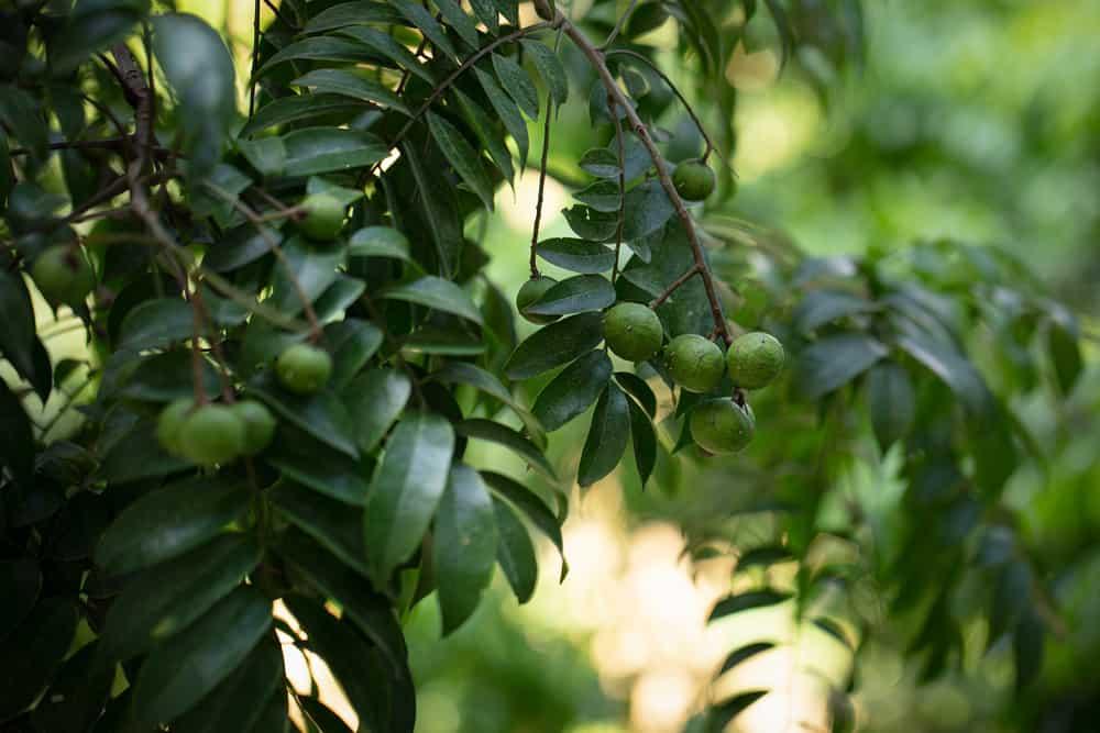 Tác dụng của quả sấu: Những món ngon dinh dưỡng từ trái sấu