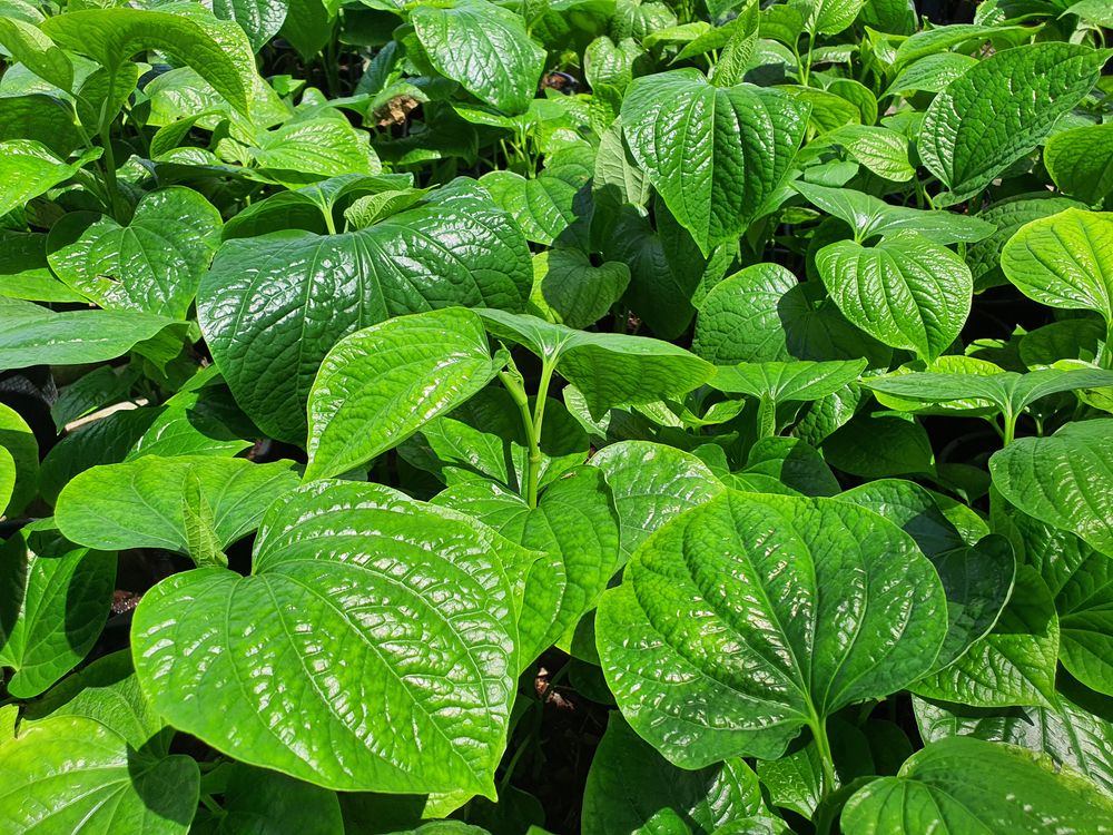 la-lot-nau-nuoc-uong-tri-benh-gi