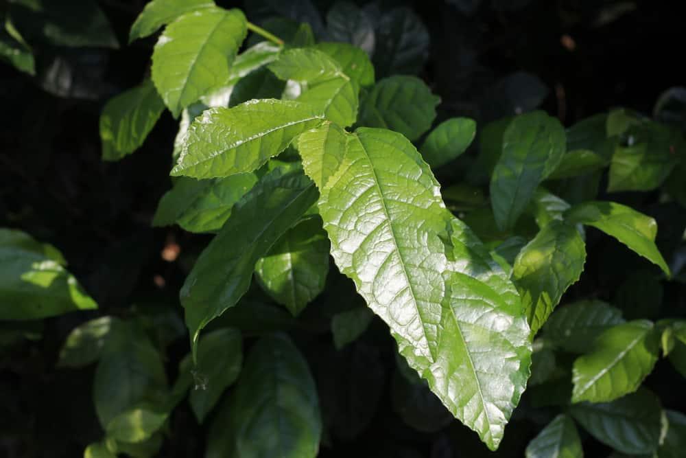 Cây duối làm hàng rào và các tác dụng chữa bệnh