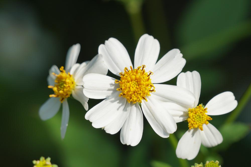 Cây xuyến chi: Loài cỏ dại được dùng làm thuốc chữa bệnh