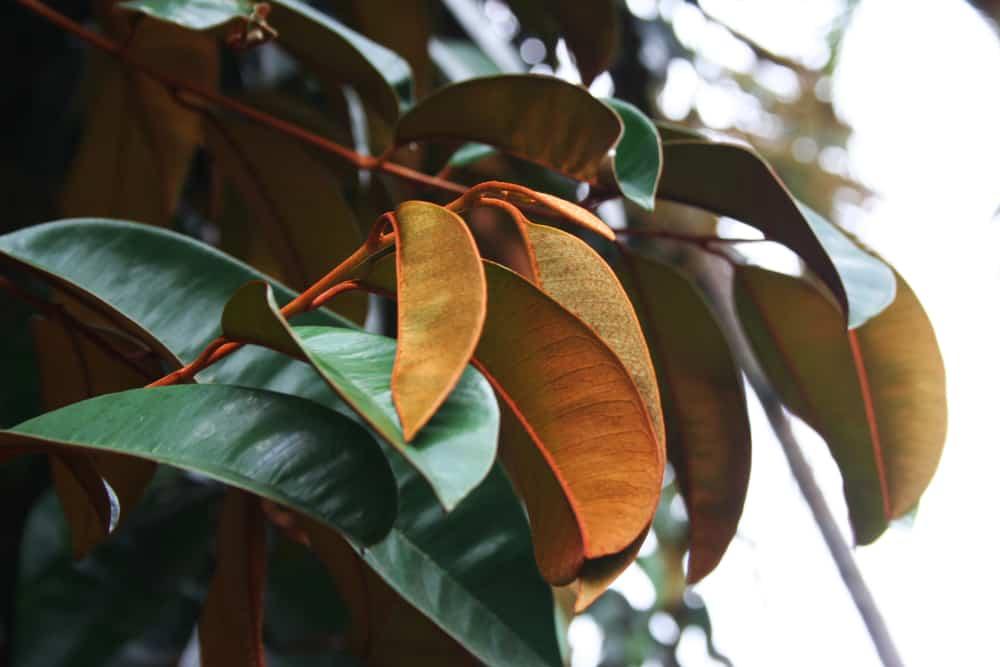 Hỏi đáp bác sĩ: Lá vú sữa có chữa đau dạ dày được không?