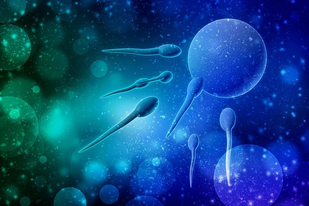 Giải đáp thắc mắc: Sau bơm IUI bao lâu thì tinh trùng gặp trứng?