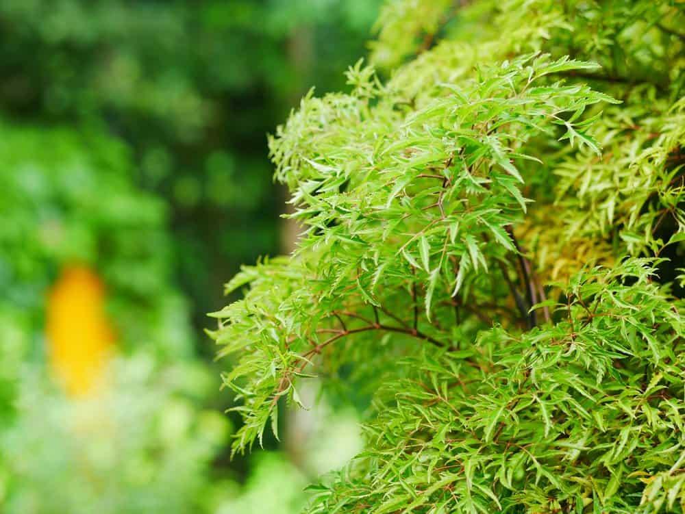 Bất ngờ với 7 tác dụng cây đinh lăng mang lại cho sức khỏe