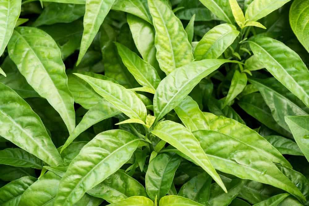 Cây hoàn ngọc có tác dụng gì, chữa trị bệnh gì?