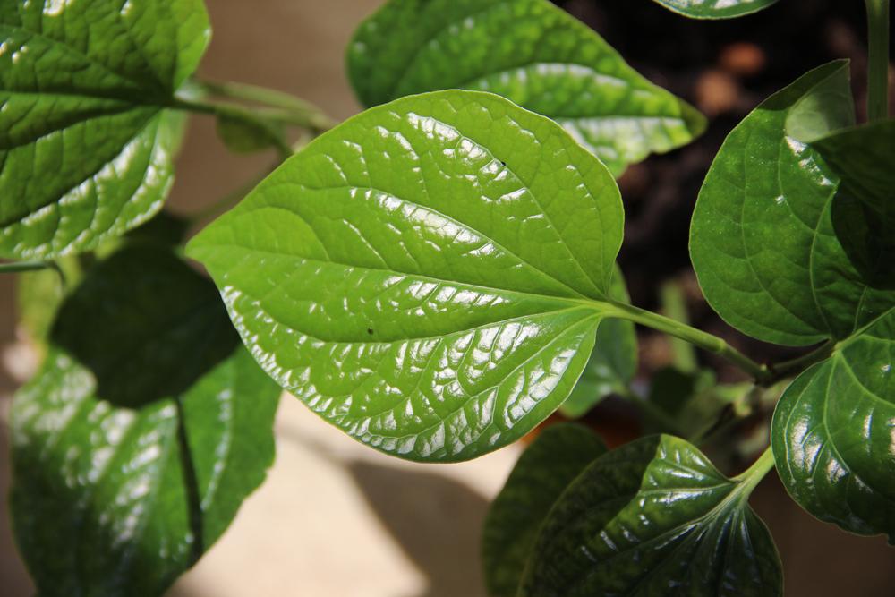 Hỏi đáp bác sĩ:  Lá lốt trị đau răng được không?