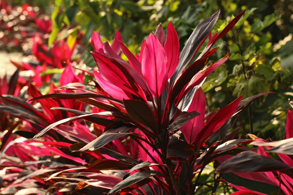 Lá cây huyết dụ chữa rong kinh: Đơn giản mà hiệu quả bất ngờ!