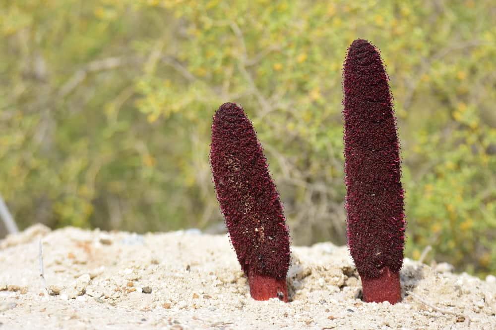 Nấm ngọc cẩu: Liệu có phải “thần dược” cho nam giới?