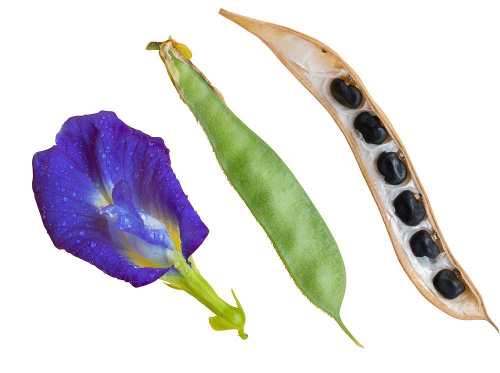qua-dau-biec-co-an-duoc-khong