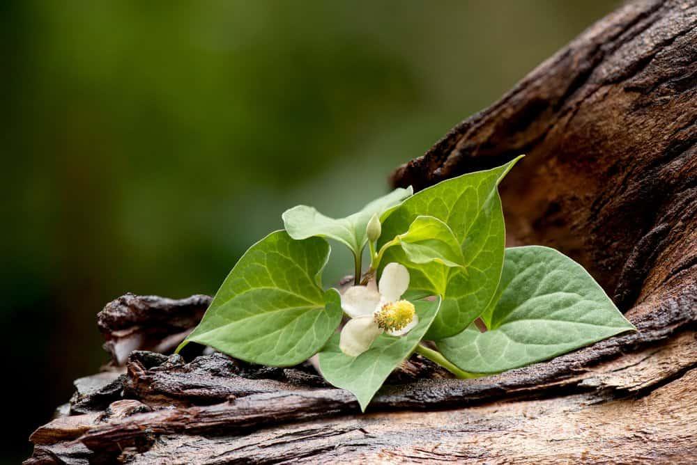 Mẹo dùng rau diếp cá trị táo bón cực kỳ đơn giản mà hiệu quả
