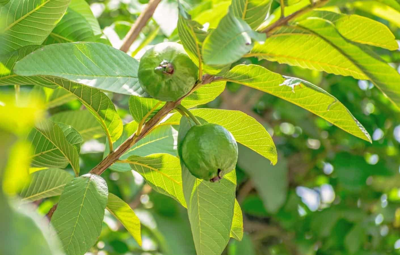 Uống nước lá ổi có tác dụng gì ? TOP 7 công dụng trị bệnh nổi bật từ lá ổi