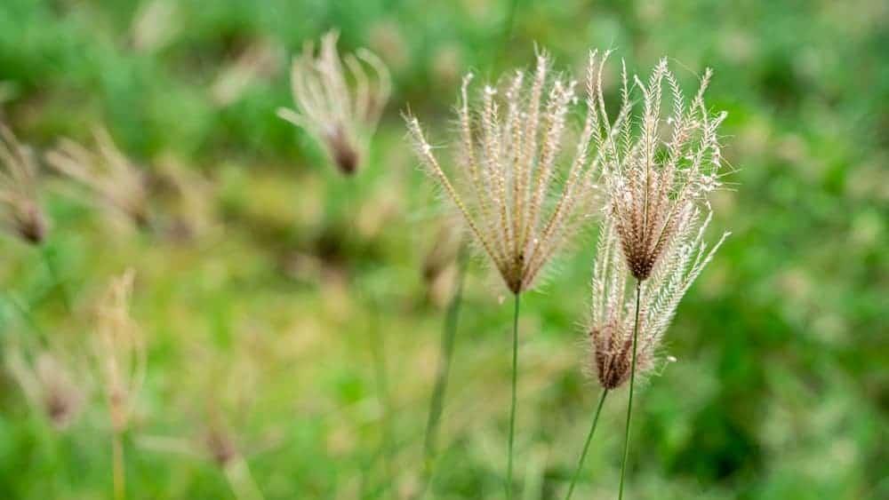 Cỏ mần trầu có tác dụng gì khi uống và khi gội đầu?