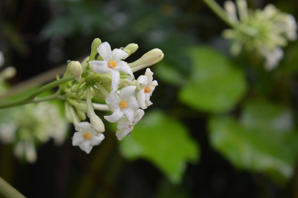 Mách bạn 4 cách dùng hoa đu đủ đực chữa ho trẻ em và những lưu ý cần nhớ