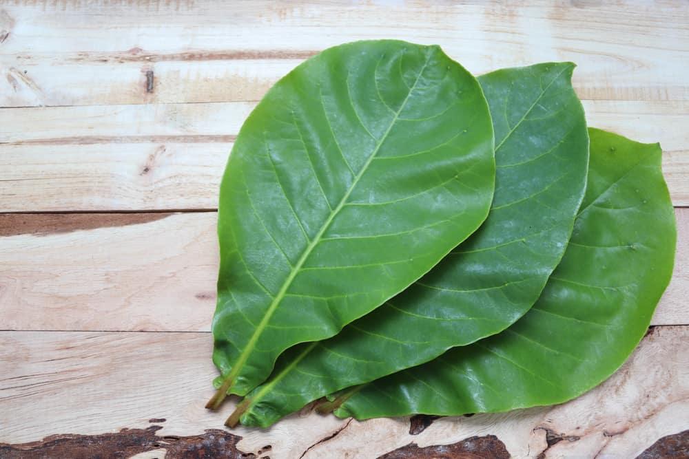 3 cách dùng lá bàng chữa viêm họng hiệu quả và lưu ý khi dùng