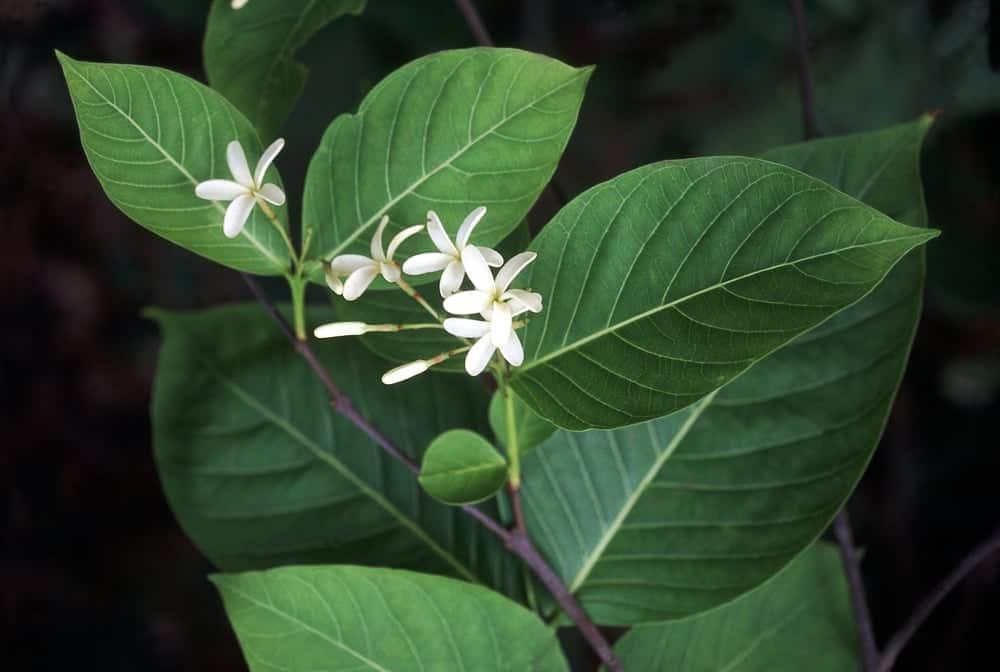 Cây mộc hoa trắng có tác dụng gì? Cách dùng ra sao?