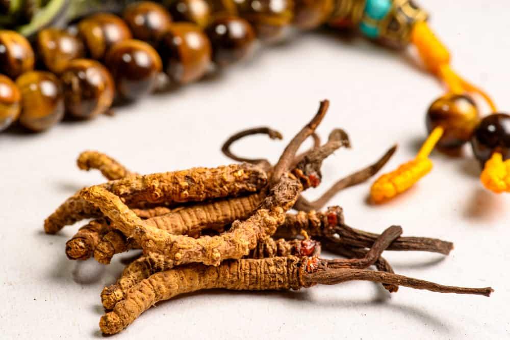 TOP 6 tác dụng của đông trùng hạ thảo với sức khỏe người già