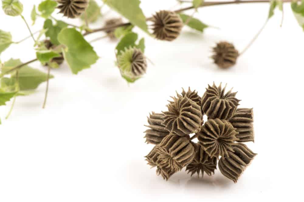 Cây cối xay có tác dụng gì? Cách dùng cây cối xay làm thuốc