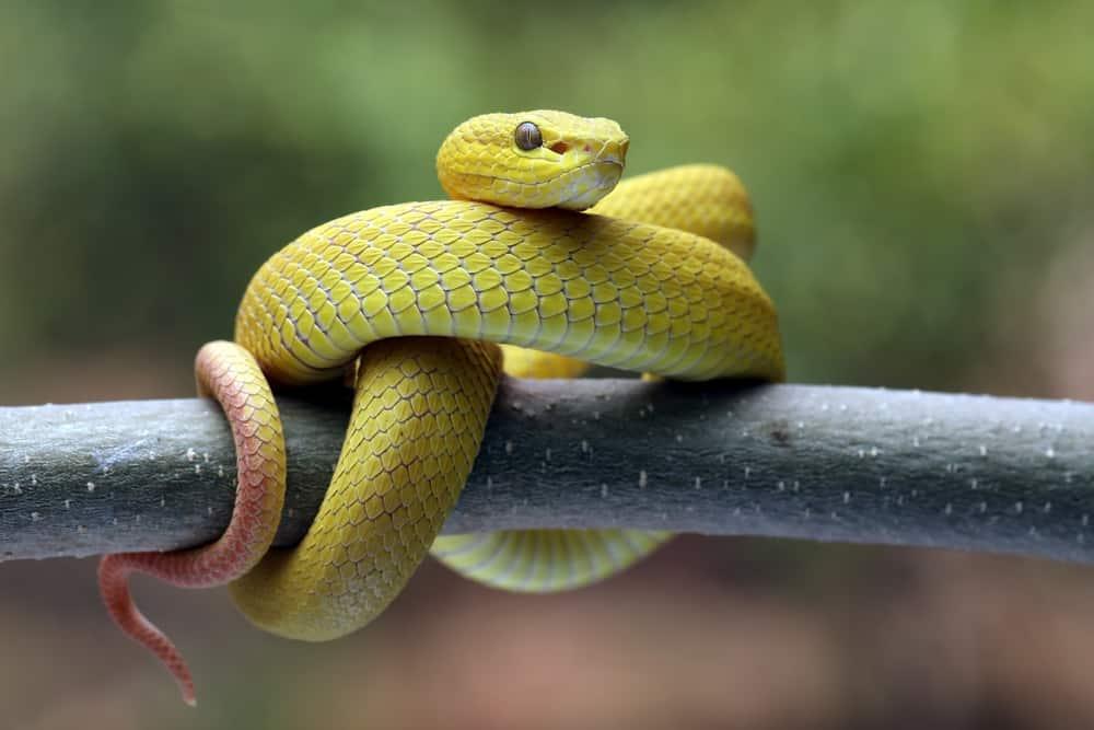 Trẻ bị rắn cắn nên làm gì? Hướng dẫn cách sơ cứu cơ bản