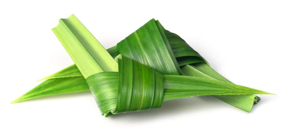 Cây lá dứa (cơm nếp) có tác dụng gì với sức khỏe?