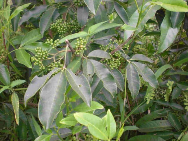 Cây ba chạc
