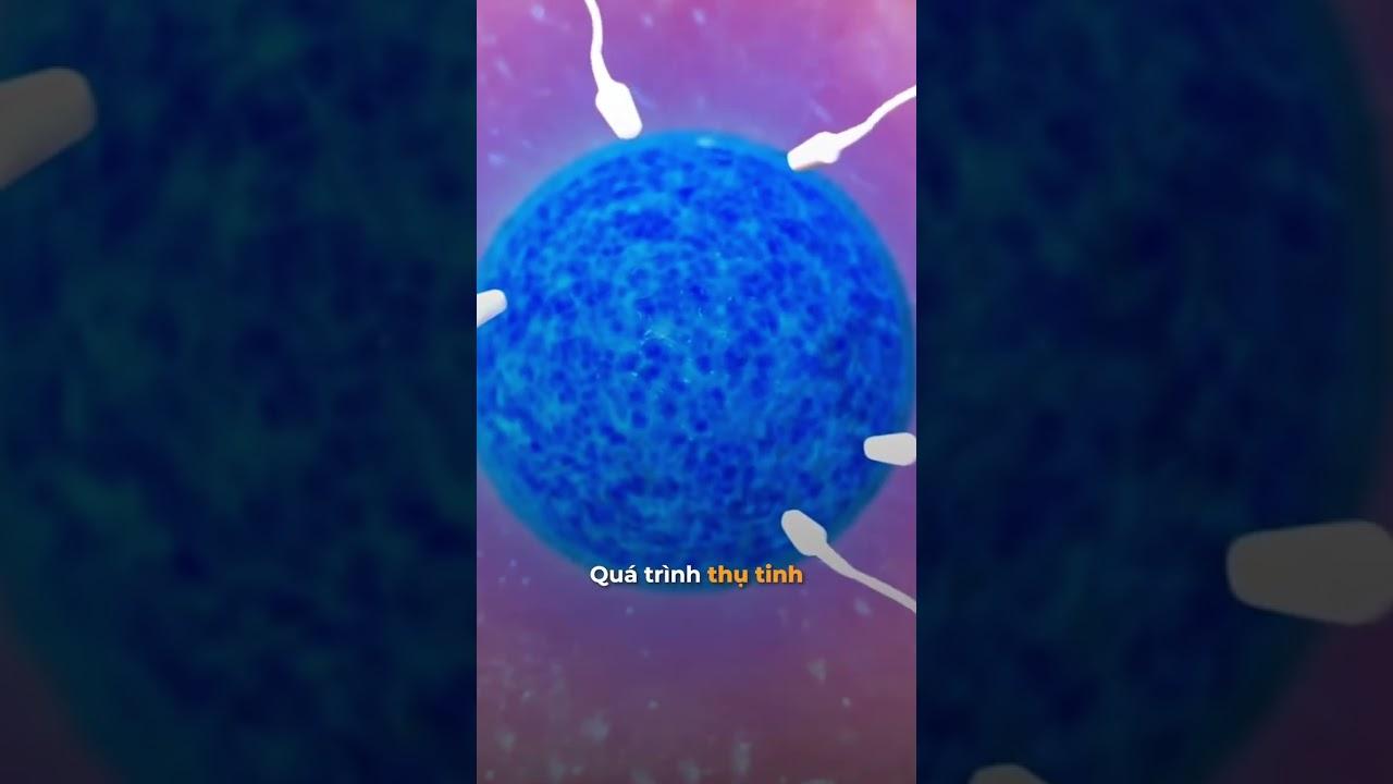 Khám phá sự thật về quá trình thụ thai
